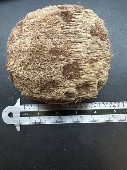 Palmyra palm (Borassus flabellifer)