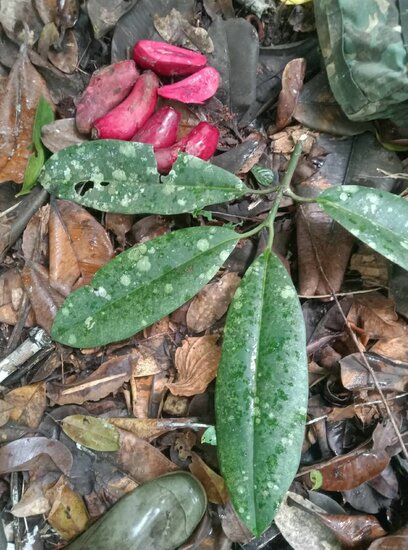 Broad leaved Garcinia (Garcinia latissima)