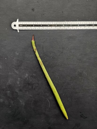 Tall-stilt mangrove (Rhizophora apiculata)