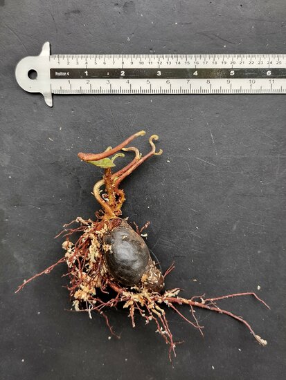 Marking nut (Semecarpus anacardium)