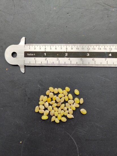 Chilean bellflower (Lapageria rosea)