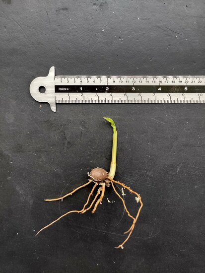 Celebes palm (Pinanga celebica)