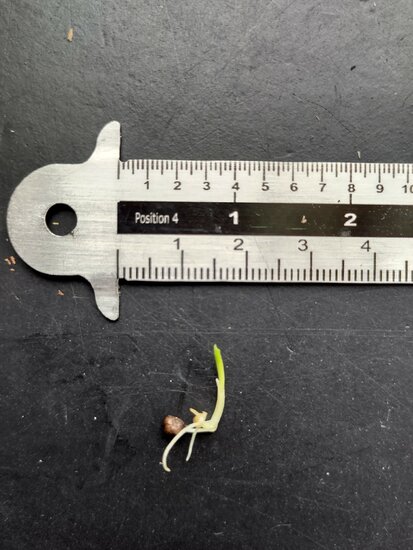 Red ginger lily (Etlingera coccinea)