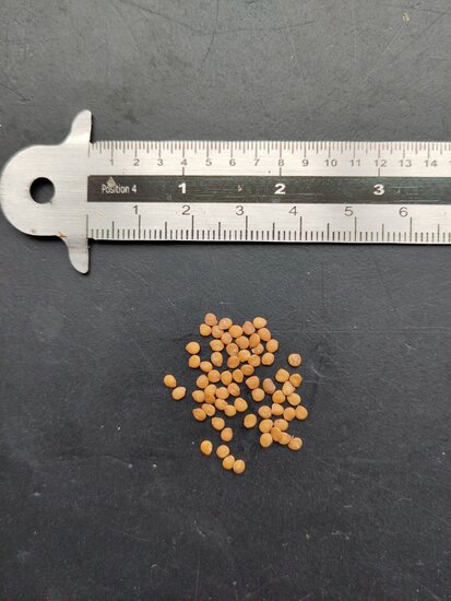 Wild aubergine (Solanum melongena ssp. cumingii)