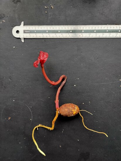 Baniti (Garcinia dulcis)