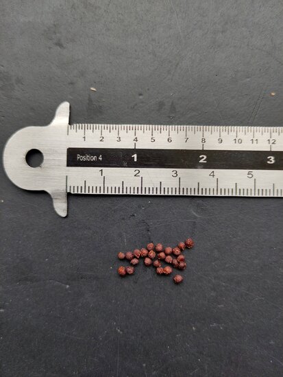 Green freesia (Freesia viridis ssp. viridis)