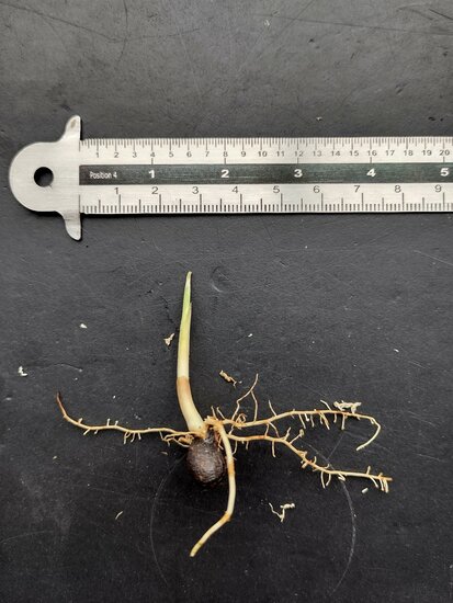 Tronok palm (Iguanura wallichiana var. wallichiana)