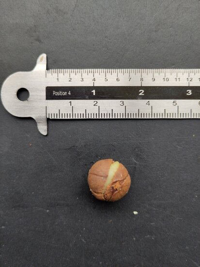 Gum benjamin tree (Styrax benzoin)