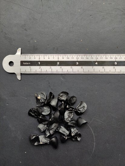 Sea daffodil (Pancratium maritimum)