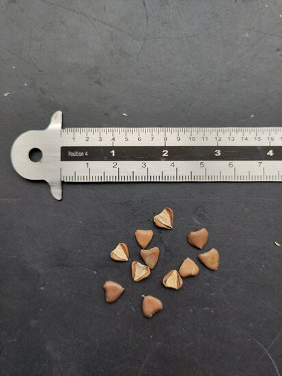 Evergreen Dutchman's pipe (Aristolochia sempervirens)