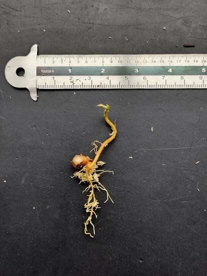 Entawak (Artocarpus anisophyllus)