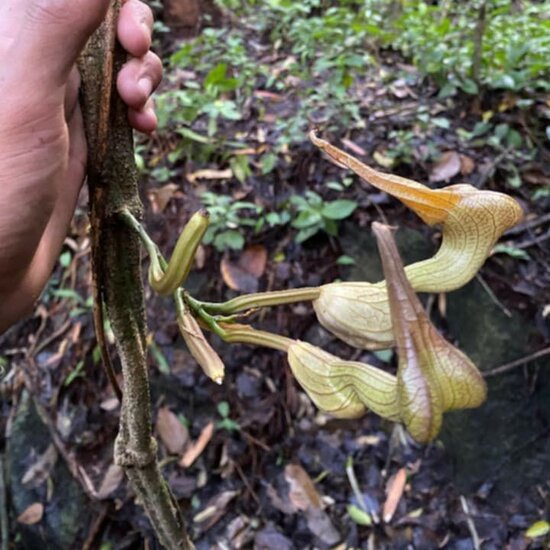 Dutchman's pipe (Aristolochia decandra)