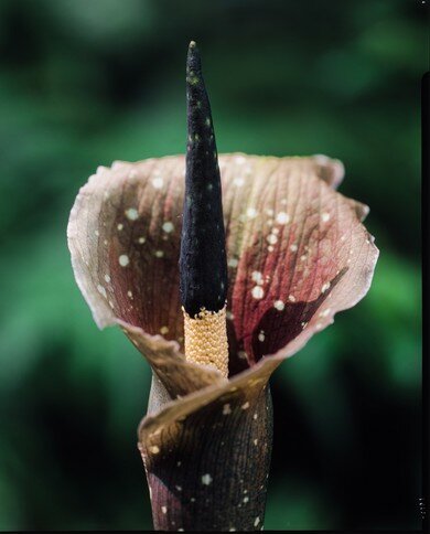 Kyushu voodoo lily (Amorphophallus kiusianus)