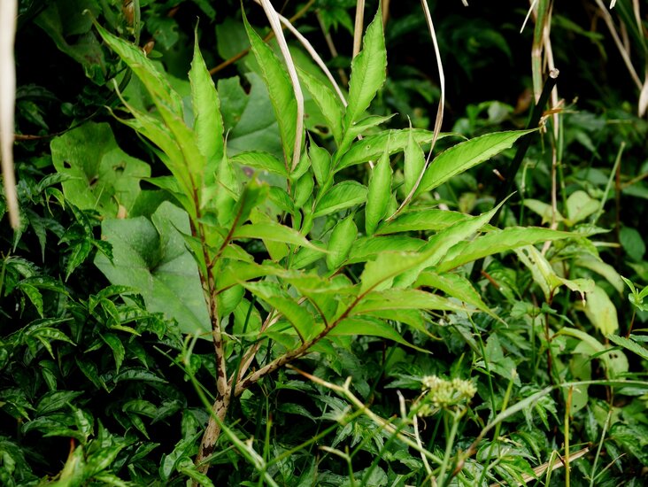 Kyushu voodoo lily (Amorphophallus kiusianus)