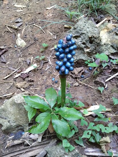 Henry's aroid (Amorphophallus henryi)