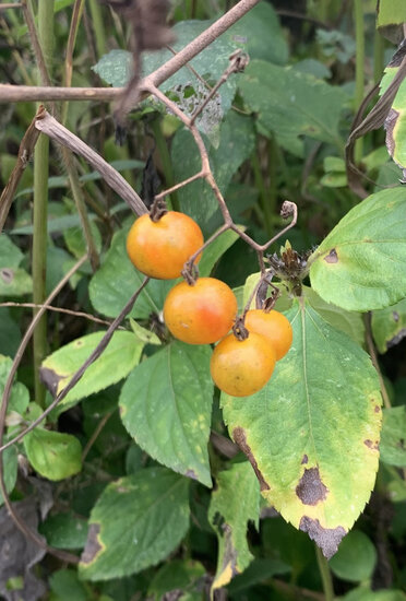 Gal&aacute;pagos tomato (Solanum cheesmaniae)