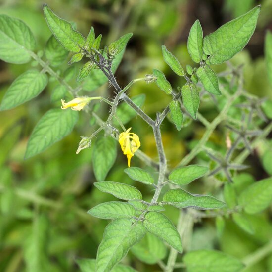 Gal&aacute;pagos tomato (Solanum cheesmaniae)