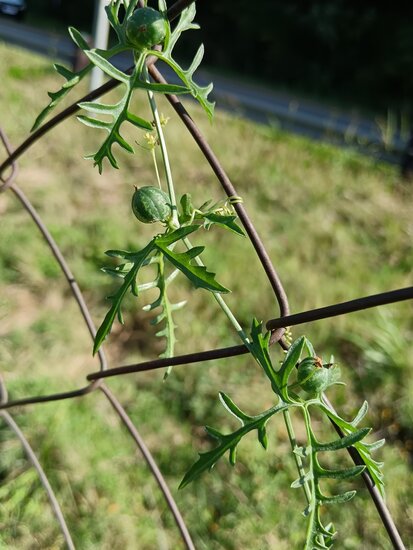 Baboon cucumber (Kedrostis africana)