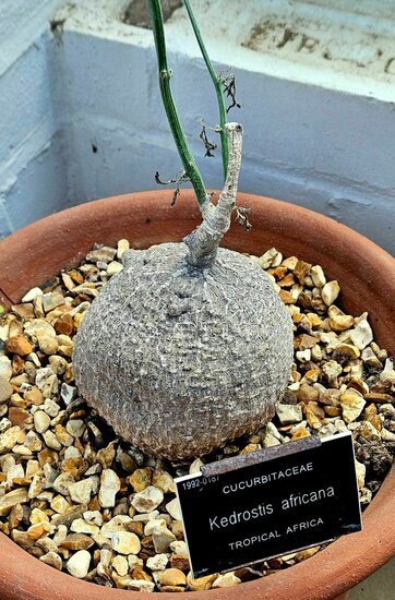 Baboon cucumber (Kedrostis africana)