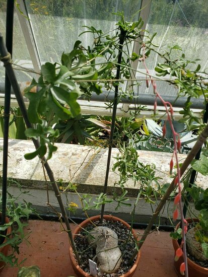 Baboon cucumber (Kedrostis africana)