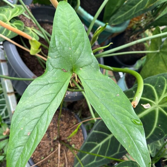 Swamp taro (Cyrtosperma hayii)