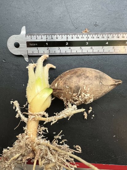 Cycad (Cycas edentata)