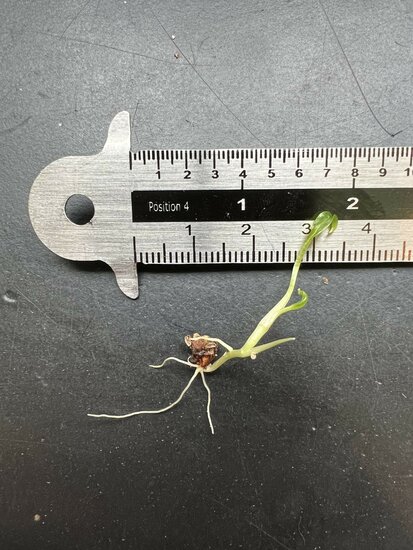 Swamp taro (Cyrtosperma hayii)