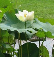 White Indian Lotus (Nelumbo nucifera &#039;alba&#039;)