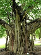 Bodhi Tree (Ficus religiosa)