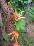 Australian Passionflower (Passiflora aurantia)