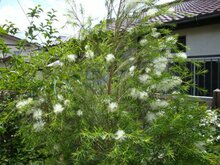 Tea Tree (Melaleuca alternifolia)