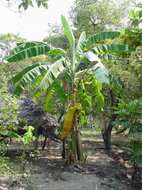 Plantain Banana (Musa x paradisiaca)