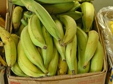 Plantain Banana (Musa x paradisiaca)