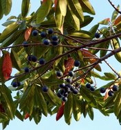 Blue Quandong (Elaeocarpus angustifolius)