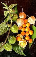 Cape Gooseberry (Physalis peruviana)