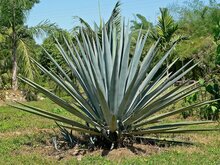 Tequila Agave (Agave tequilana)