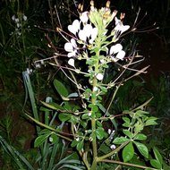 African Spider Flower (Cleome gynandra)