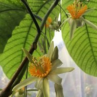 Tree Passion Flower (Passiflora macrophylla)