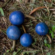 Blue Quandong (Elaeocarpus angustifolius)
