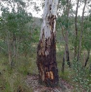 Candlebark Gum (Eucalyptus rubida)