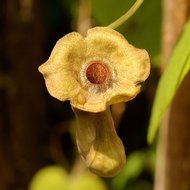 Dutchman&#039;s Pipe (Aristolochia macrophylla)