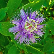 Maypop Passionflower (Passiflora incarnata)
