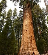 Giant Redwood (Sequoiadendron giganteum)