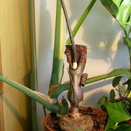 Voodoo Lily (Typhonium venosum)