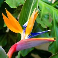 Bird of Paradise Flower (Strelitzia reginae)
