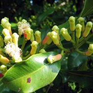 Clove (Syzygium aromaticum)