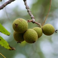 Black walnut (Juglans nigra)