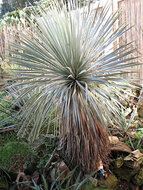 Beaked Yucca (Yucca rostrata)