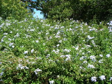 Cape leadwort (Plumbago auriculata)