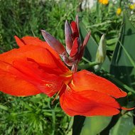Canna lily (Canna indica)